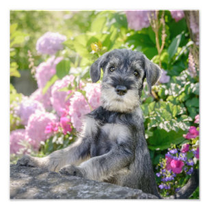 Impression Photo Puppy de Schnauzer dans un Flowering Garden -