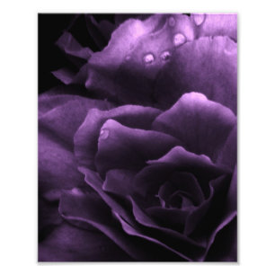 Impression Photo Purple Gros plan d'une double Begonia