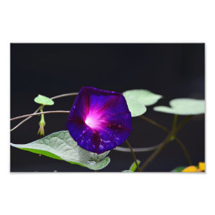 Impression Photo Purple Morning Glory - Grand-père Ott's