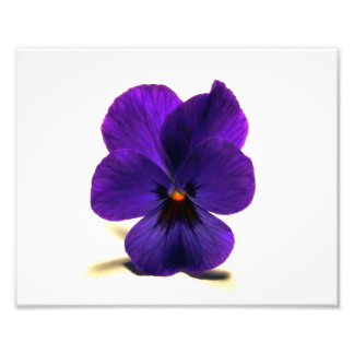 Impression Photo Puurrple Pansy à minuit par Verde