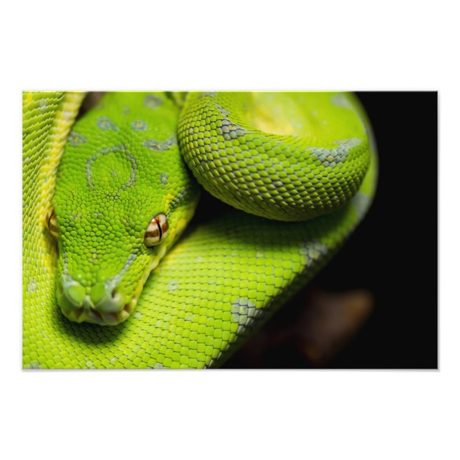 Impression Photo Python à arbre vert, Galaxie (Devant)