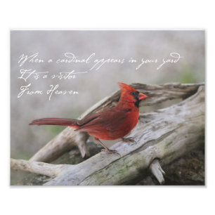 Impression Photo Quand un cardinal apparaît dans votre cour...