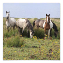 Quatre chevaux