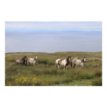 Quatre chevaux en bord de mer