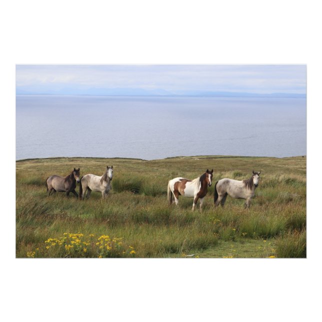 Impression Photo Quatre chevaux en bord de mer (Devant)