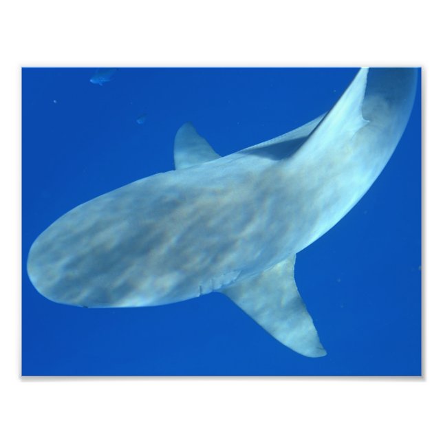 Impression Photo Queenie le requin taureau - De Jupiter, FL (Devant)