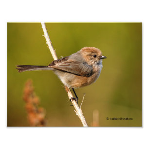 Impression Photo Quel personnage ! Homme Bushtit