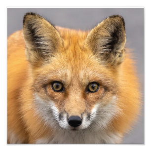 Impression Photo Quels grands yeux avez-vous