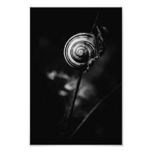 Impression Photo queue de l'escargot