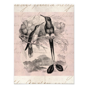 Impression Photo Queue vintage de raquette de colibri de