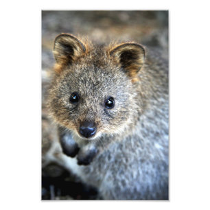 Impression Photo Quokka Western Australian Marsupial