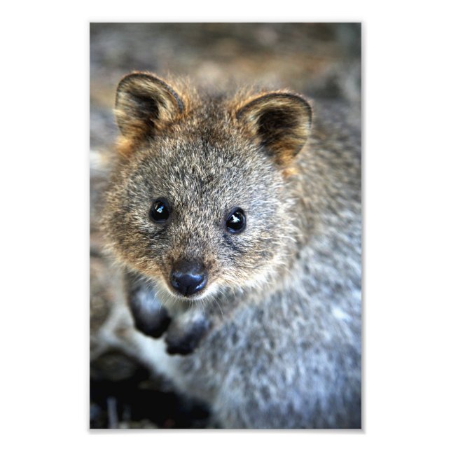 Impression Photo Quokka Western Australian Marsupial (Devant)