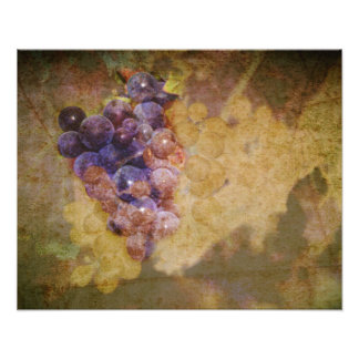 Impression Photo Raisins de Sonoma sur la vigne