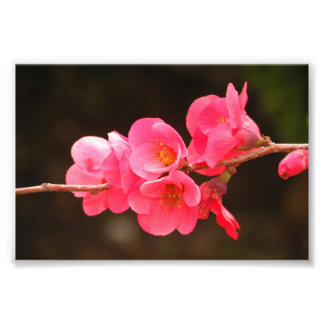 Impression Photo Rama con hermosas flores