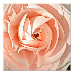 Impression Photo Ranunculus en spirale