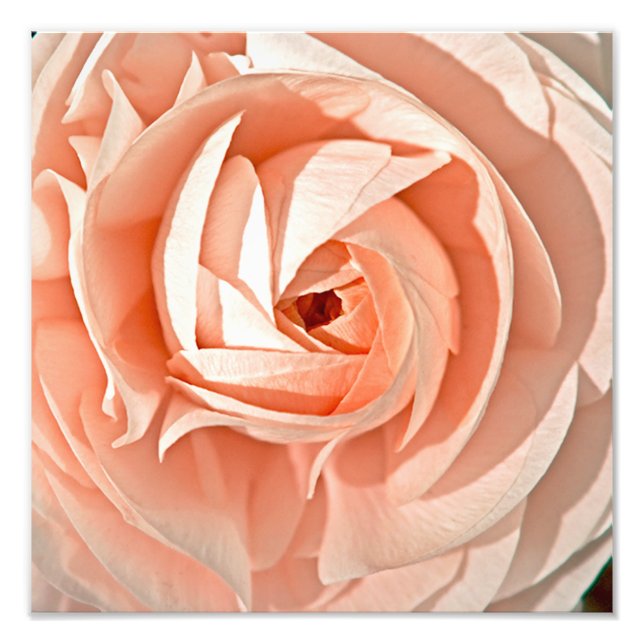 Impression Photo Ranunculus Swirl (Devant)