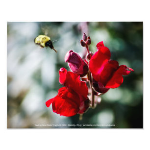 Impression Photo Recherche de nectar