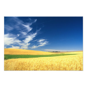 Impression Photo Récolte de blé sur le Palouse dans l'est