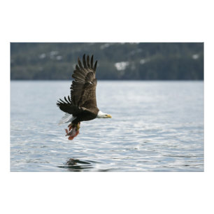 Impression Photo Récupération du poisson d'aigle à tête blanche