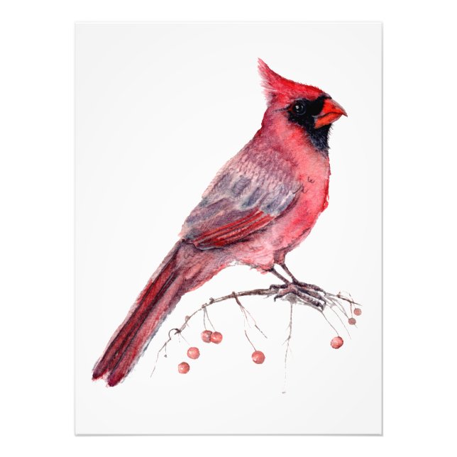 Impression Photo Red Cardinal Bird (Devant)