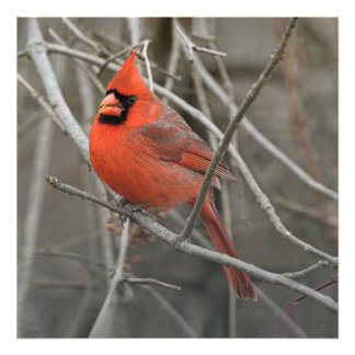 Impression Photo Red Cardinal Bird