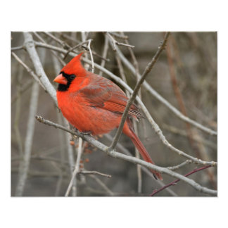 Impression Photo Red Cardinal Bird