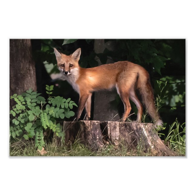 Impression photo Red Fox (Devant)