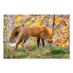 Impression Photo Red Fox Donne Le Regard