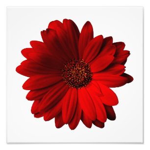 Impression Photo Red Gerbera Daisy Imprimer