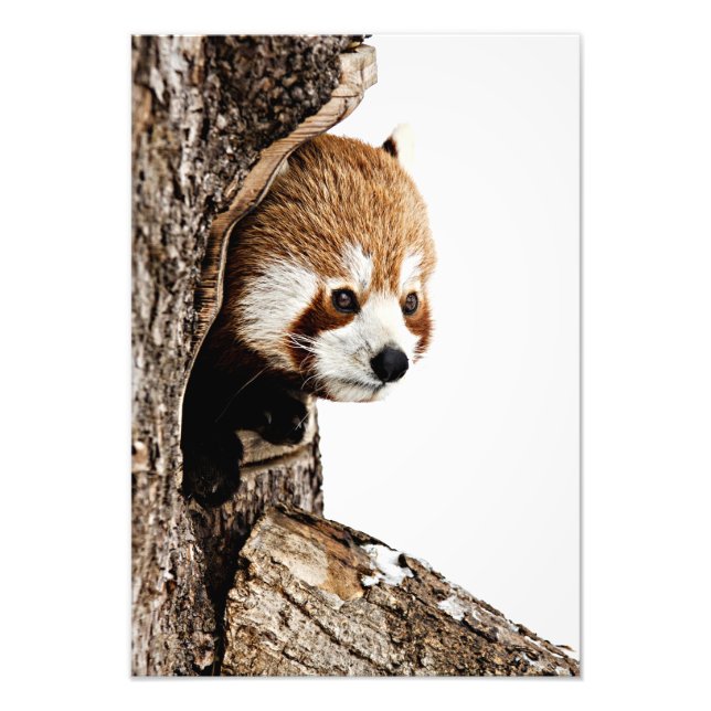 Impression Photo Red Panda Peek-a-Boo (Devant)