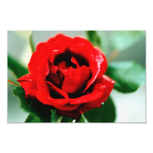 Impression Photo Red Rose Love (Devant)