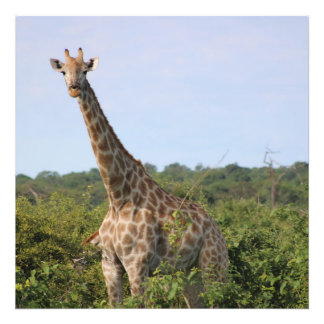 Impression Photo Regard de la girafe