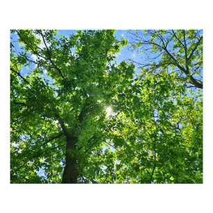 Impression Photo Regardant vers les feuilles vertes et le ciel bleu
