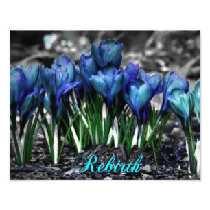Impression Photo Renaissance des fleurs bleues de crocus d'Aqua