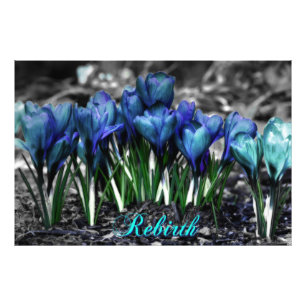 Impression Photo Renaissance des fleurs de Crocus bleu Aqua