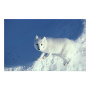 Impression Photo Renard arctique (Alopex lagopus) Un renard arctiqu
