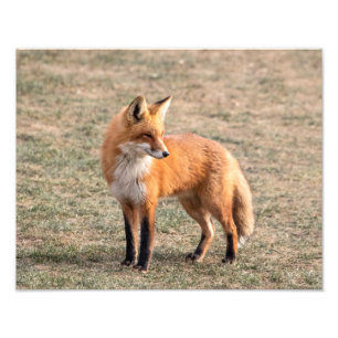 Impression Photo Renard rouge 14x11 dans un champ