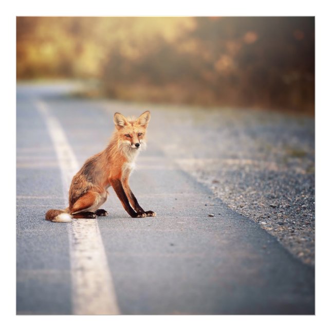 Impression Photo Renard rouge Assis sur le côté de la route (Devant)