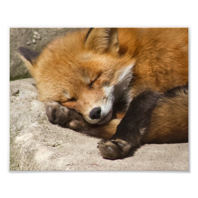 Impression Photo Renard rouge dormant (Devant)