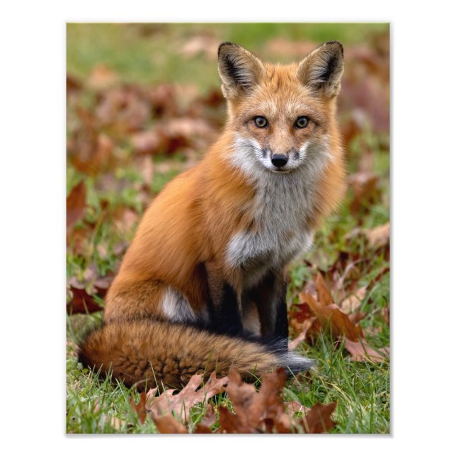 Impression Photo Renard Rouge Et Feuille (Devant)