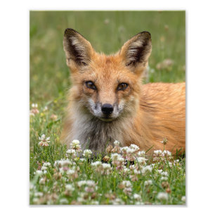 Impression Photo Renard Rouge Sur Un Lit De Clover