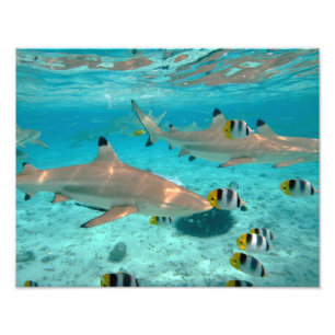 Impression Photo Requins dans la lagune de Bora Bora