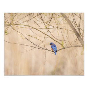 Impression Photo Ressort de Bluebird