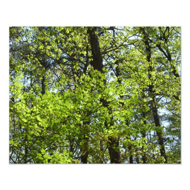 Impression Photo Ressource Feuille (Devant)