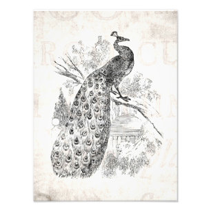 Impression Photo Rétro modèle d'illustration de paon de 1800s