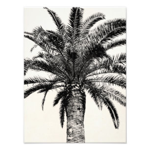 Impression Photo Rétro palmier tropical d'île en noir et blanc