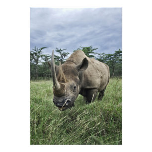 Impression Photo Rhinocéros noir, Diceros bicornis, Kenya