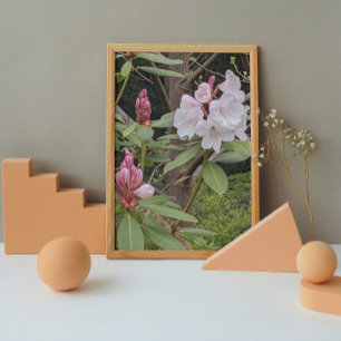 Impression Photo Rhododendron rose fleurit