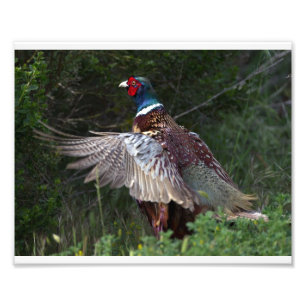 Impression Photo Ring Pheasant