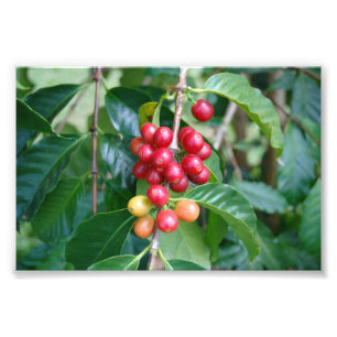 Impression Photo Ripening Kona Coffee Cherries, Hawaii